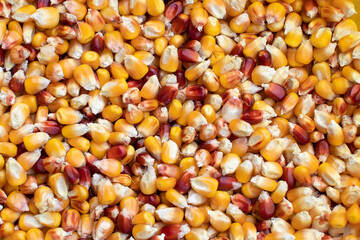 The texture of corn beans. Grains of corn close-up. Corn background. The concept of food and agriculture.