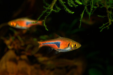Aquarium fish. The Espe’s Rasbora Trigonostigma espei (previously Rasbora espei) is yet another...