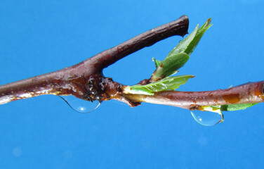 Spring growth of leaves on a plum tree

