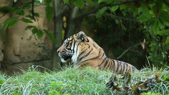 Sumatran tiger male lies hidden in dense vegetation in Sumatra nature. Panthera tigris sumatrae rest on a hill in grass camouflaged by grass and isolated. Detailed side view on big cat watching prey