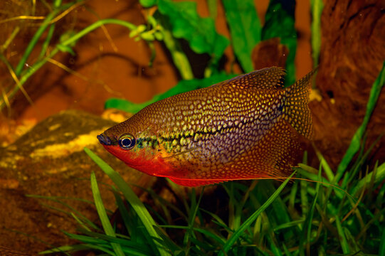 Aquarium fish  Trichogaster leeri which is most known as the pearl gourami belongs to the Osphronemidae family and Anabantoidei suborder...