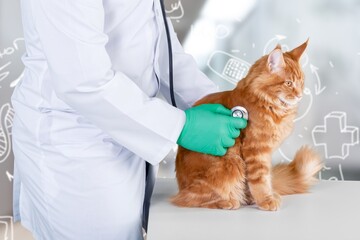 A veterinarian doctor examines a cat in a veterinary clinic.