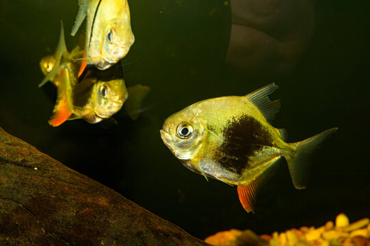 Myloplus schomburgkii, also known as the Disk tetra,Disk pacu,Black-ear pacu, Black-band myleus or Black-barred myleus is a species of serrasalmid with a black bar on its side. Bred form Black berry.