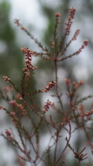 Belles bruyères sous les pins landais