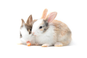 Two adorable fluffy rabbits eating delicious carrot together on white background, feeding bunny vegetarian pet animal with vegetable