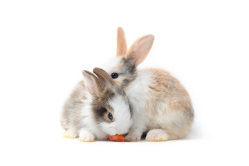 Obraz premium Two adorable fluffy rabbits eating delicious carrot together on white background, feeding bunny vegetarian pet animal with vegetable