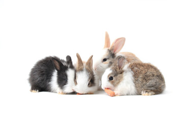 Four adorable fluffy rabbits eating delicious carrot together on white background, feeding bunny vegetarian pet animal with vegetable