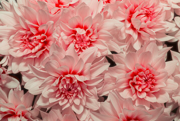 Beautiful of Chrysanthemum pink flowers as background. Close up  of pink chrisantemum flowers