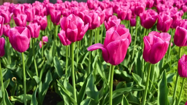 Blooming pink tulips in the sun. Beautiful with tulips.
