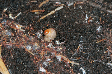 Larvae of Otiorhynchus (sometimes Otiorrhynchus) on soil. Many of them e.i. black vine weevil (O. sulcatus) or strawberry root weevil (O. ovatus) are important pest of plants.