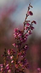 Belles fleurs de bruyères au bord d'une forêt de jeunes pins