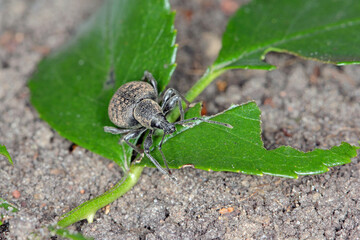 Beetle of Otiorhynchus (sometimes Otiorrhynchus) on conifers. Many of them e.i. black vine weevil (O. sulcatus) or strawberry root weevil (O. ovatus) are important pests.