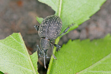 Beetle of Otiorhynchus (sometimes Otiorrhynchus) on conifers. Many of them e.i. black vine weevil (O. sulcatus) or strawberry root weevil (O. ovatus) are important pests.