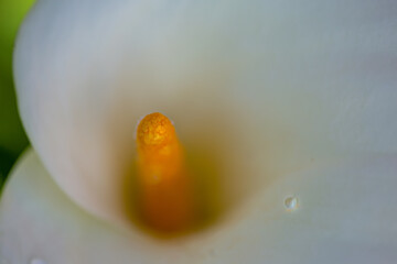 Calla lily with drops of water