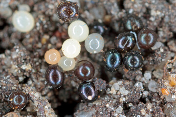 Eggs of Otiorhynchus (sometimes Otiorrhynchus) on soil. Many of them e.i. black vine weevil (O....