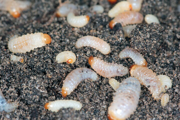 Larvae of Otiorhynchus (sometimes Otiorrhynchus) on soil. Many of them e.i. black vine weevil (O. sulcatus) or strawberry root weevil (O. ovatus) are important pest of plants.