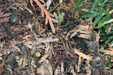 Beetle of Otiorhynchus (sometimes Otiorrhynchus) on conifers. Many of them e.i. black vine weevil (O. sulcatus) or strawberry root weevil (O. ovatus) are important pests.