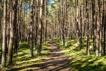 Footpath in Wolin National Park on Wolin - Baltic Sea island in Poland