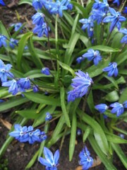 the family of the Bluebell in grandma's garden