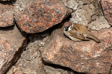 House Sparrow (Passer domesticus) Family Sparrow (Passeridae) - Europe. Little gray bird hiding in...