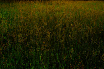 green  grass in the meadow