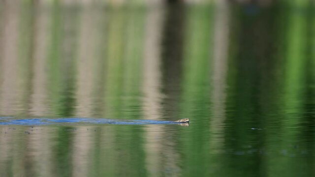 Dice snake ( Natrix tessellata ) swimming on water surface