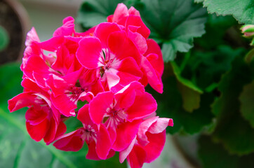 Obraz premium Close-up of pink geranium flowers on a background of green leaves
