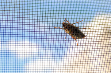 Brown Melolontha Fabricius may beetle close up on a window grid