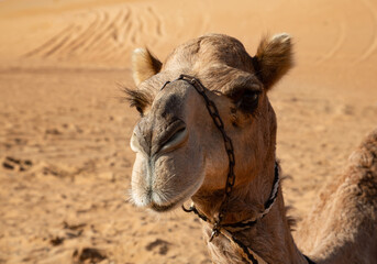 Portrait of a dromedary camel in Oman's Wahiba Sands desert featuring long eye lashes