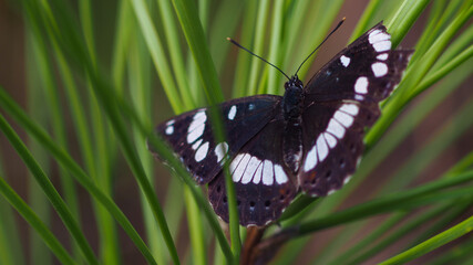 Gros papillon noir, posé sur des épines de pin