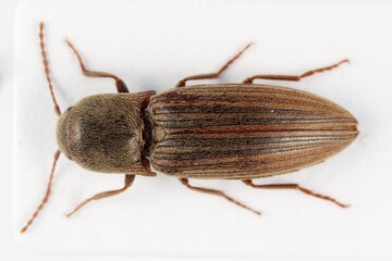 Agriotes lineatus is a species of beetle from the family of Elateridae. It is commonly known as the...