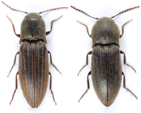 Agriotes lineatus (left) and Agriotes obscurus (right) are a beetles from the family of Elateridae. It larvae are important pest in soil of many crops.