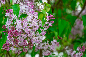 Obraz premium Beautiful lilac flowers among green foliage close-up, background