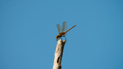 dragonfly on blue sky