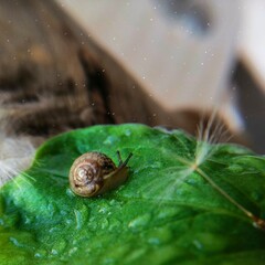 snail on a leaf