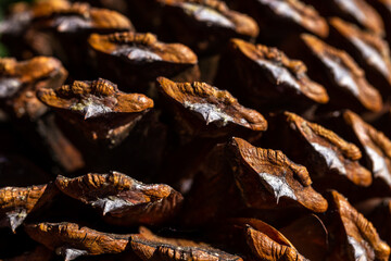 Close up of the big pinecone