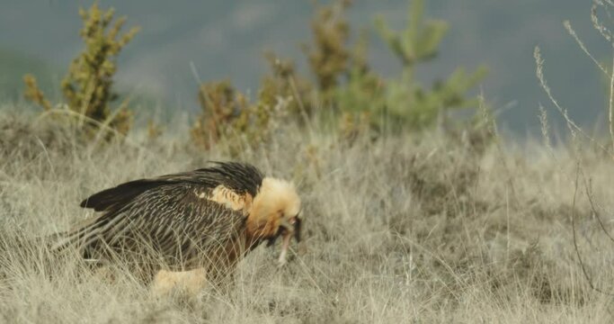 Quebrantahuesos (Gypaetus barbatus)