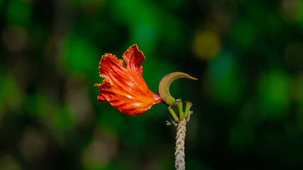 flower of a poppy