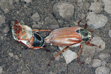 Copulating May beetle Common Cockchafer or May Bug (Melolontha melolontha).