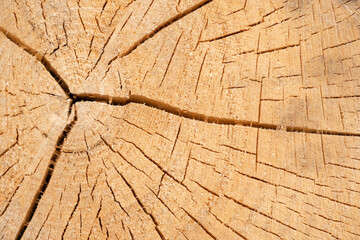 texture, background of a light brown log section with cracks, stripes