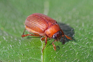 Brown chafer Serica brunnea on leaf.