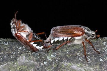 Copulating May beetle Common Cockchafer or May Bug (Melolontha melolontha).