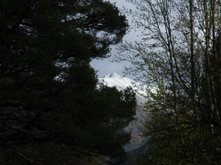 Snow capped mountain through trees at dusk