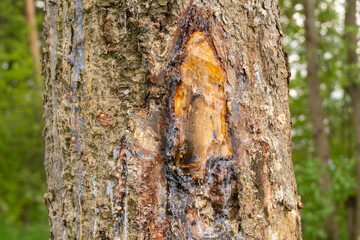 Flowing bright yellow, white drops of pine resin against the background of tree bark, a Sunny summer day