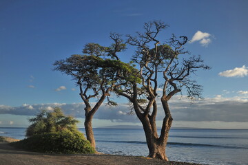 Hawaii, USA. A picturesque tree on the shores of the Pacific Ocean.