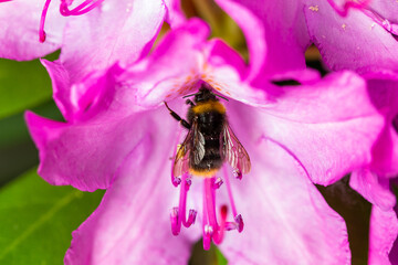 Bumblebee on pink rhododendron flower