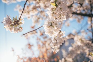 Beautiful blossoming tree on spring season. Close-up photo with great golden hour light.