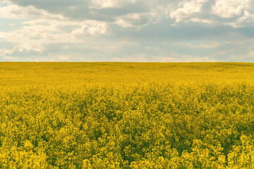 Obraz premium beautiful field of bright yellow rapeseed on a Sunny summer day with gray clouds.
