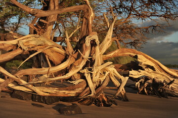 Hawaii, USA. A picturesque tree on the shores of the Pacific Ocean.