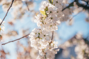 Beautiful blossoming tree on spring season. Close-up photo with great golden hour light.